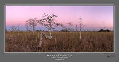 Z-Tree Belt of Venus.jpg