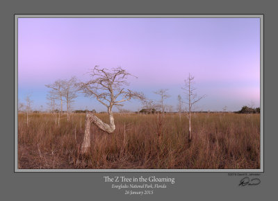 Z-Tree Sunset Gloaming.jpg