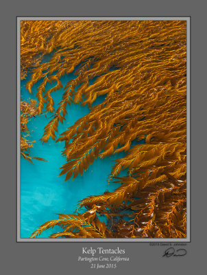 Kelp Tentacles.jpg