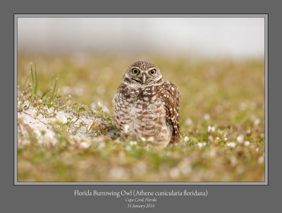 Florida Burrowing Owl 1.jpg