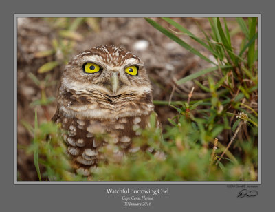 Burrowing Owl watchful.jpg