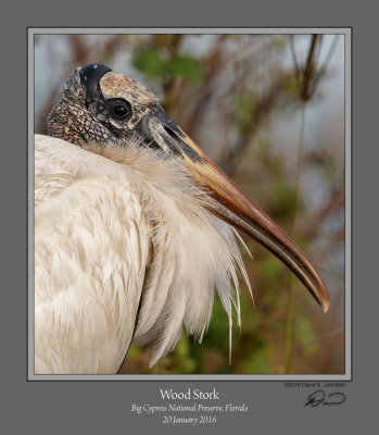 Wood Stork Close.jpg
