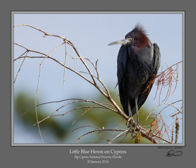 Little Blue Heron Cypress.jpg