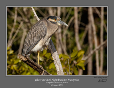 Yellow-crowned Night Heron Mangroves.jpg