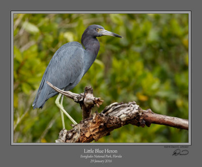 Little Blue Heron Mangrove.jpg