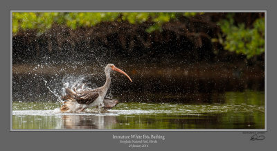 Immature white ibis bathing.jpg