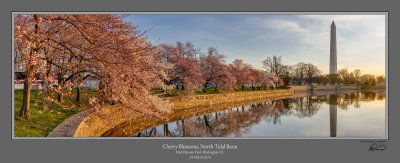 Cherry Blossoms North Tidal Basin 1603.jpg