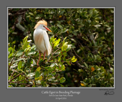 Cattle Egret Breeding Plumage.jpg