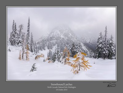 Snowbound Larches Maple Pass.jpg