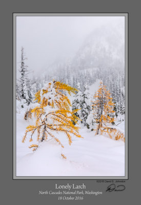 Lonely Larch Maple Pass.jpg
