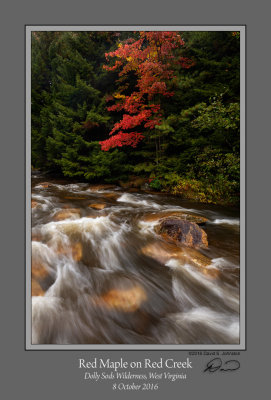 Red Maple Red Creek 2.jpg