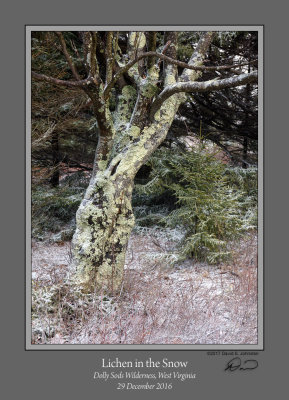 Lichen in Snow Dolly Sods.jpg