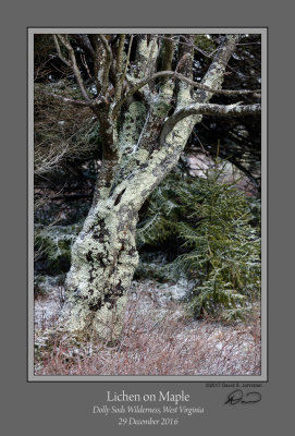 Lichen on Maple RGB.jpg