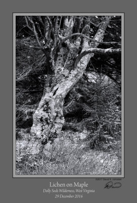 Lichen on Maple BW.jpg