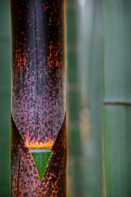 Arashiyama Bamboo Grove