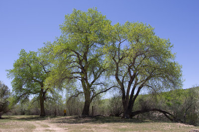 NM - Land of Enchantment