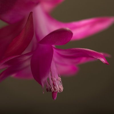 xmas cactus