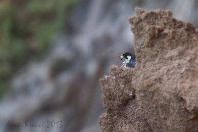 Falco-della-regina-sbuca.jpg