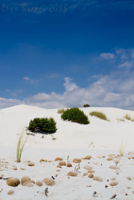 Dune-con-arbusti.jpg