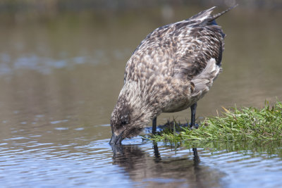 Great Skua