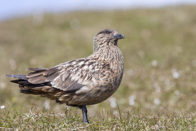 Great-skua.jpg