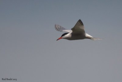 Sterne pierregarrin (Common Tern) 