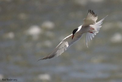 Sterne pierregarrin (Common Tern) 