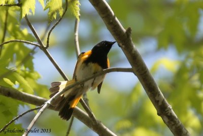 Paruline flamboyante (American Redstart) 