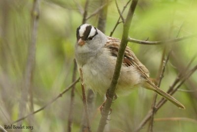 Bruant  couronne blanche (White-crowned Sparrow) 