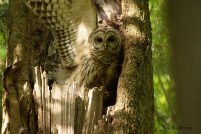 Chouette raye (Barred Owl) 