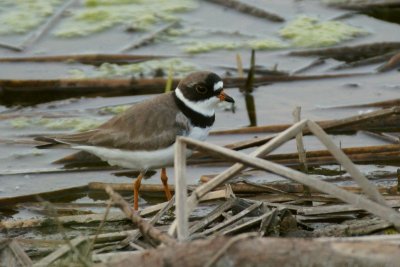 Pluvier semipalm (Semipalmated Plover)