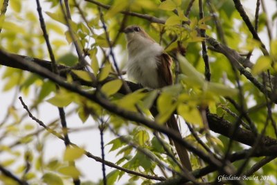 Coulicou  bec noir (Black-billed Cuckoo) 