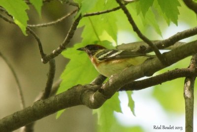 Paruline  poitrine baie (Bay-breasted Warbler) 