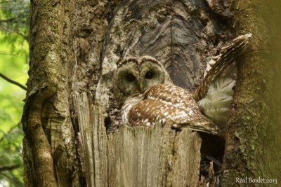 Chouette raye (Barred Owl) 