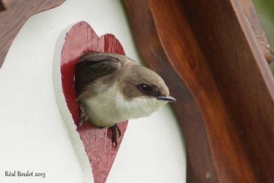 Hirondelle bicolore (Tree Swallow)