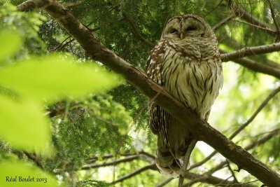 Chouette raye (Barred Owl) 