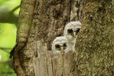 Chouette raye (Barred Owl) 