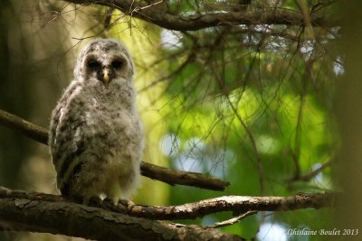 Chouette raye (Barred Owl) 