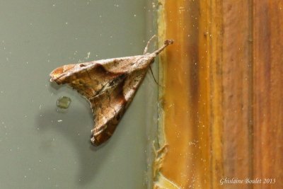 Arlequin de l'pinette (Palthis angularis)