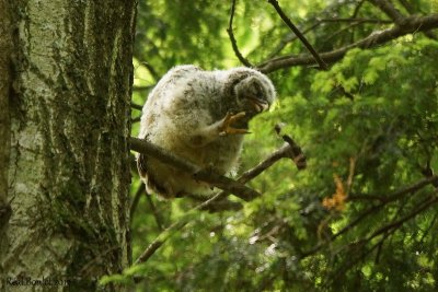 Chouette raye (Barred Owl) 