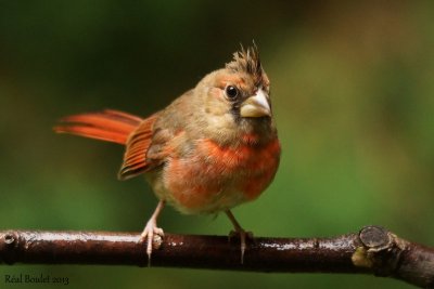 Cardinal rouge (Northern Cardinal) 