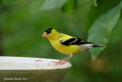 Chardonneret jaune (American Goldfinch)