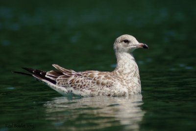 Goland  bec cercle (Ring-billed Gull)