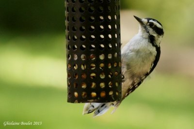 Pic mineur (Downy Woodpecker)