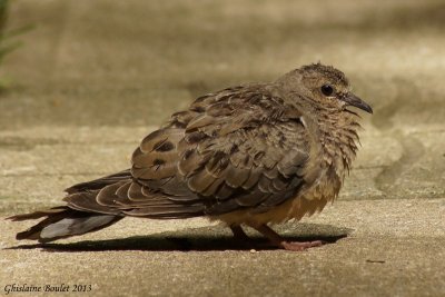 Tourterelle triste (Mourning Dove)