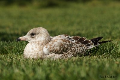 Goland  bec cercle (Ring-billed Gull)