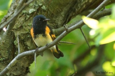 Paruline flamboyante (American Redstart)