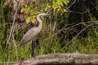  Grand Hron (Great Blue Heron)