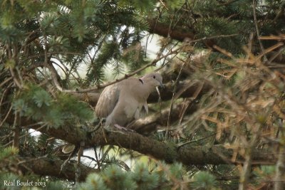 Tourterelle turque (Eurasian Collared-Dove)