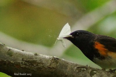 Paruline flamboyante (American Redstart)